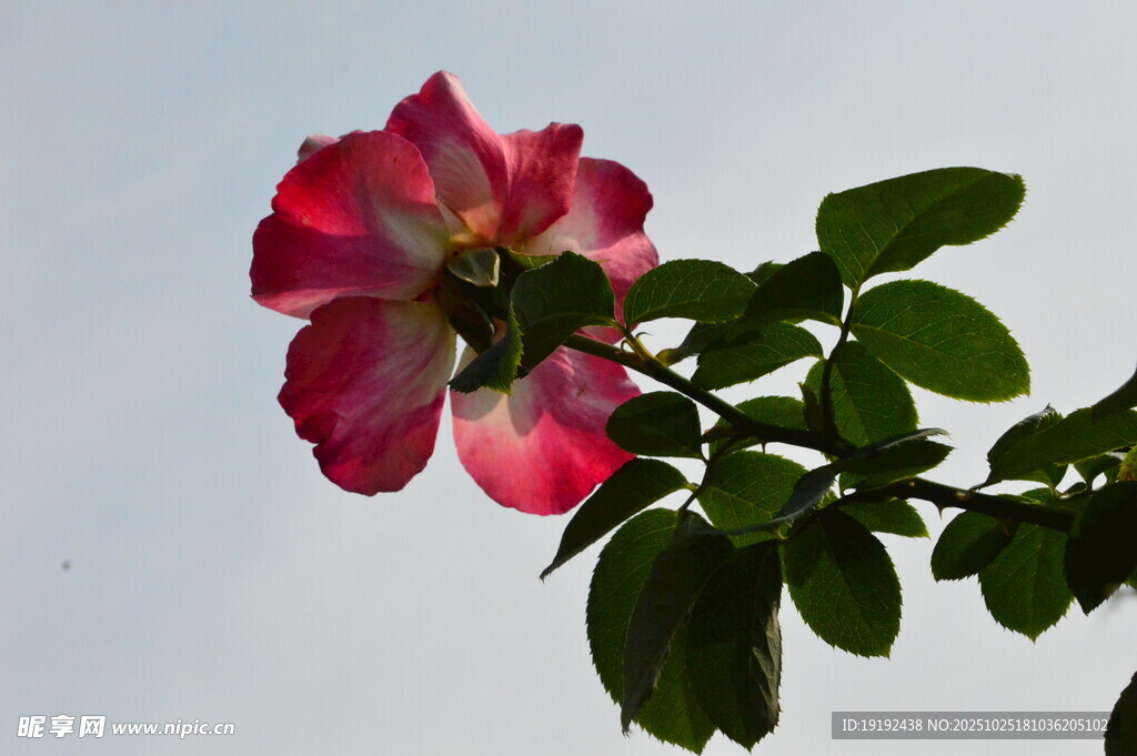 月季花 