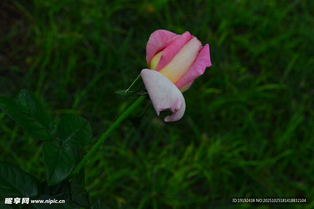 月季花 
