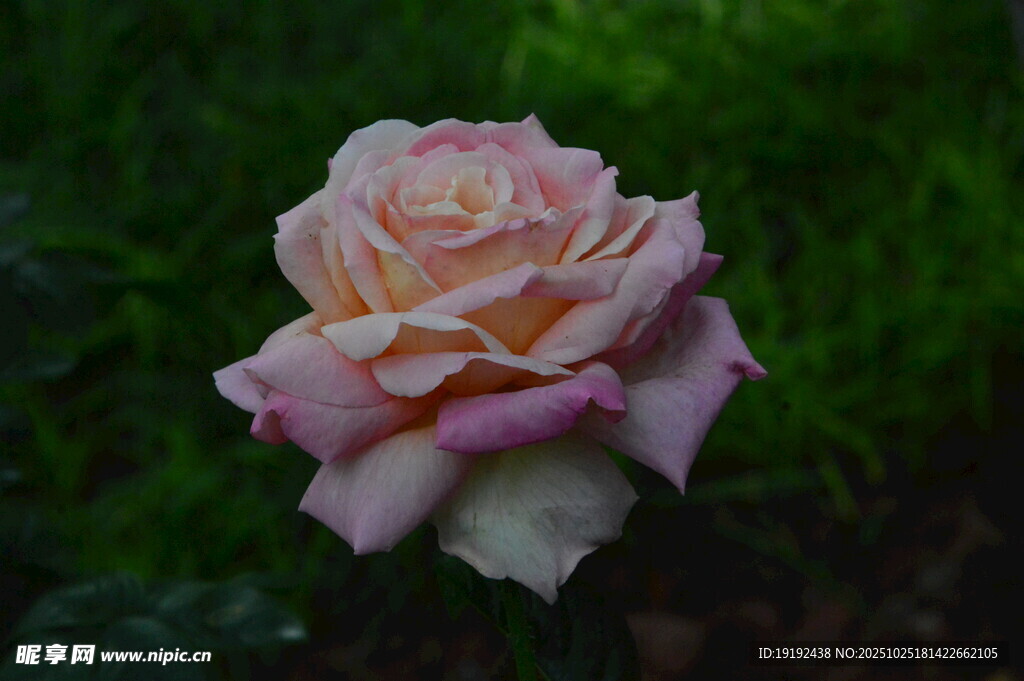 月季花  