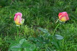 月季花  