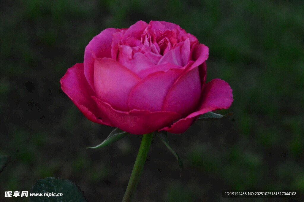 月季花 