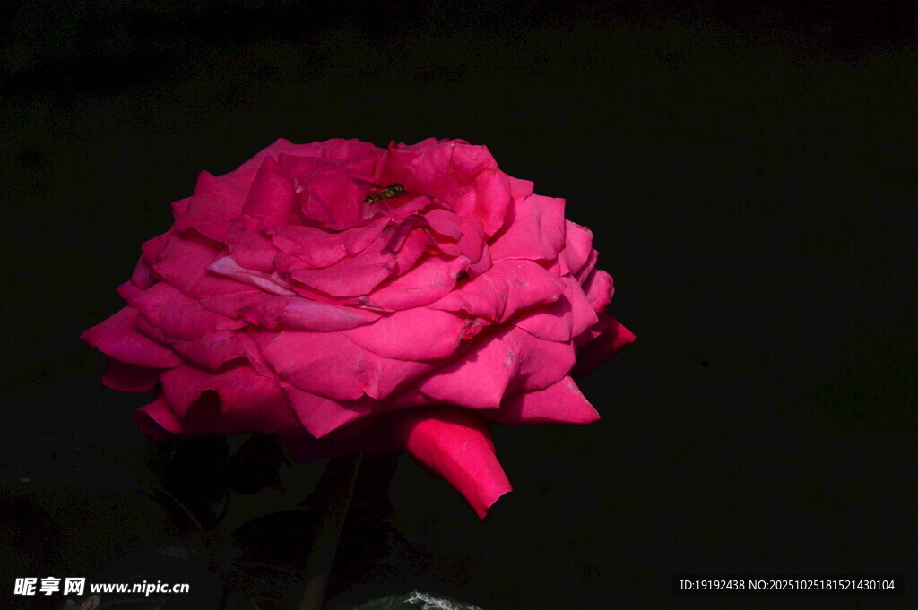 月季花  