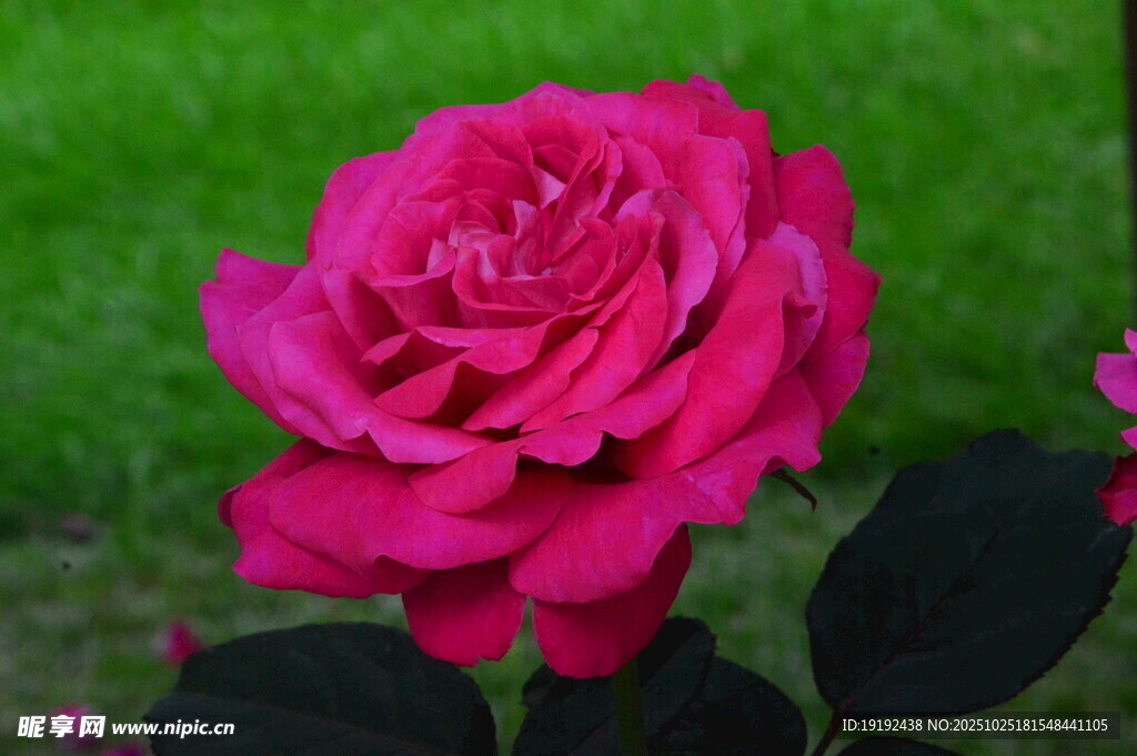 月季花 