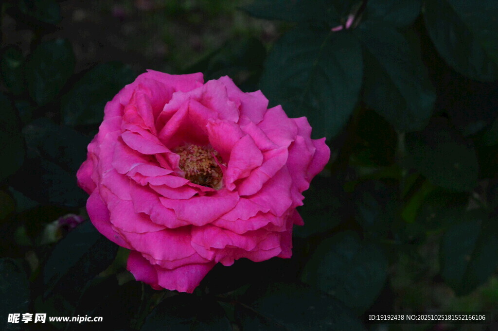 月季花 