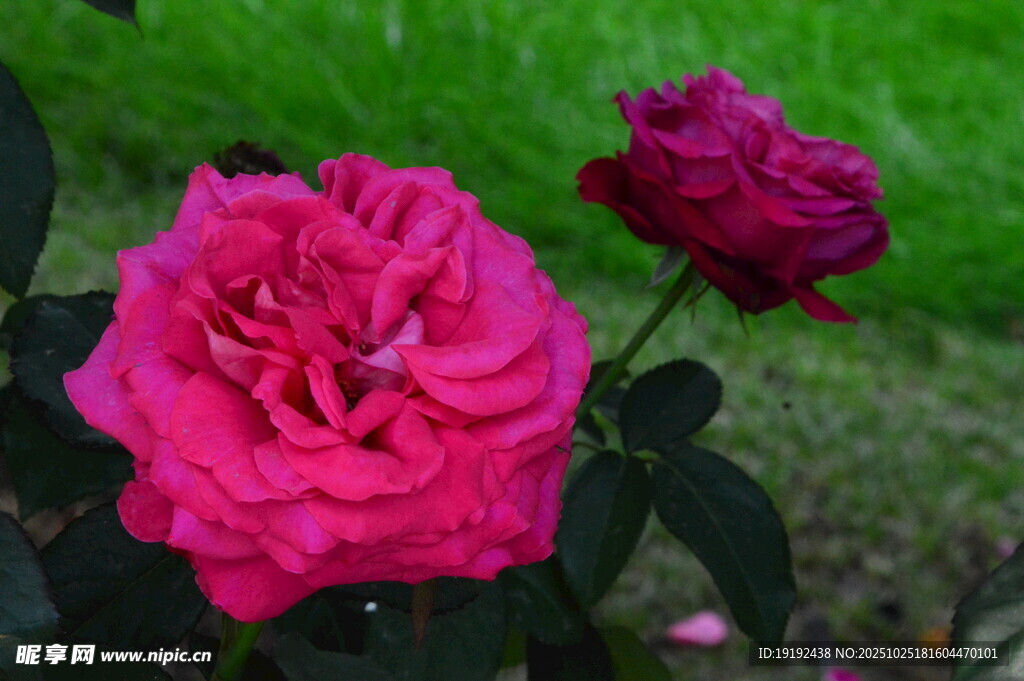 月季花  
