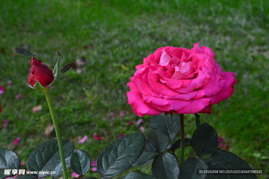 月季花  