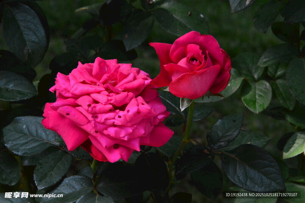 月季花 