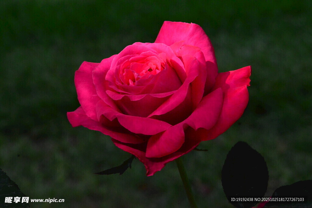 月季花  