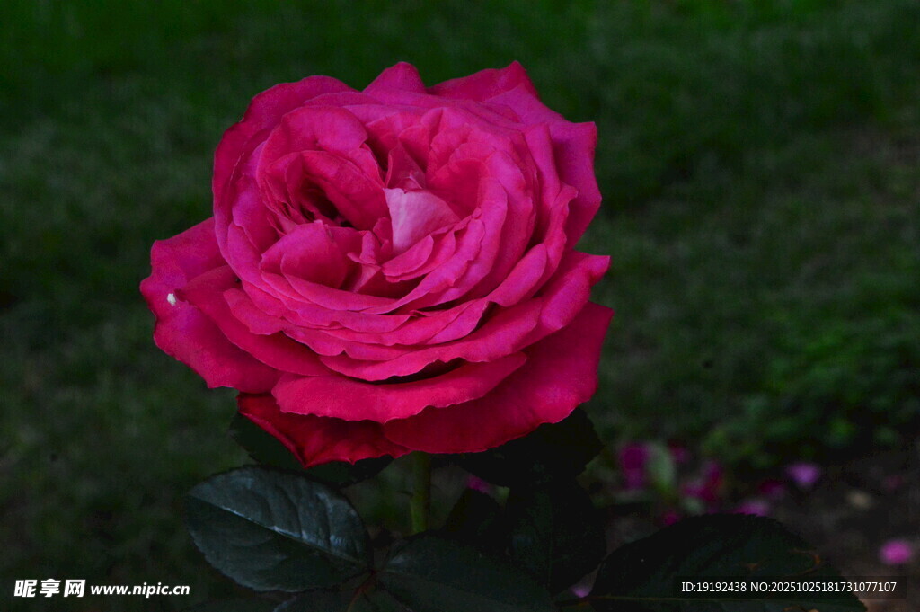 月季花  