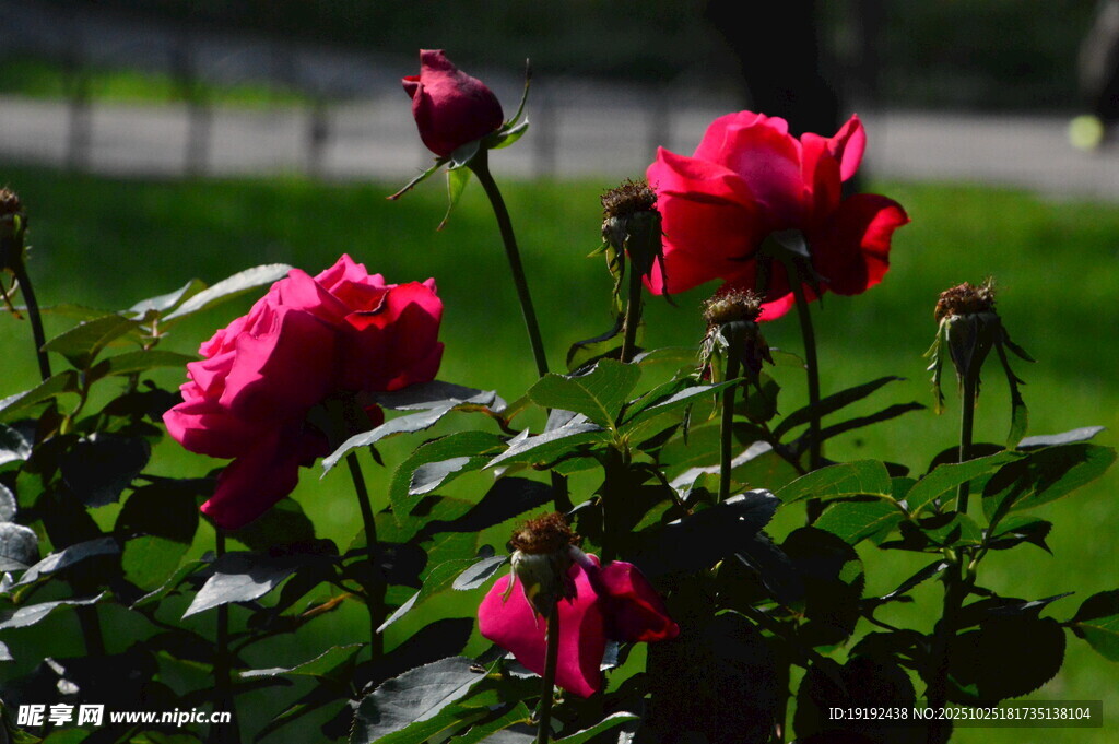 月季花 