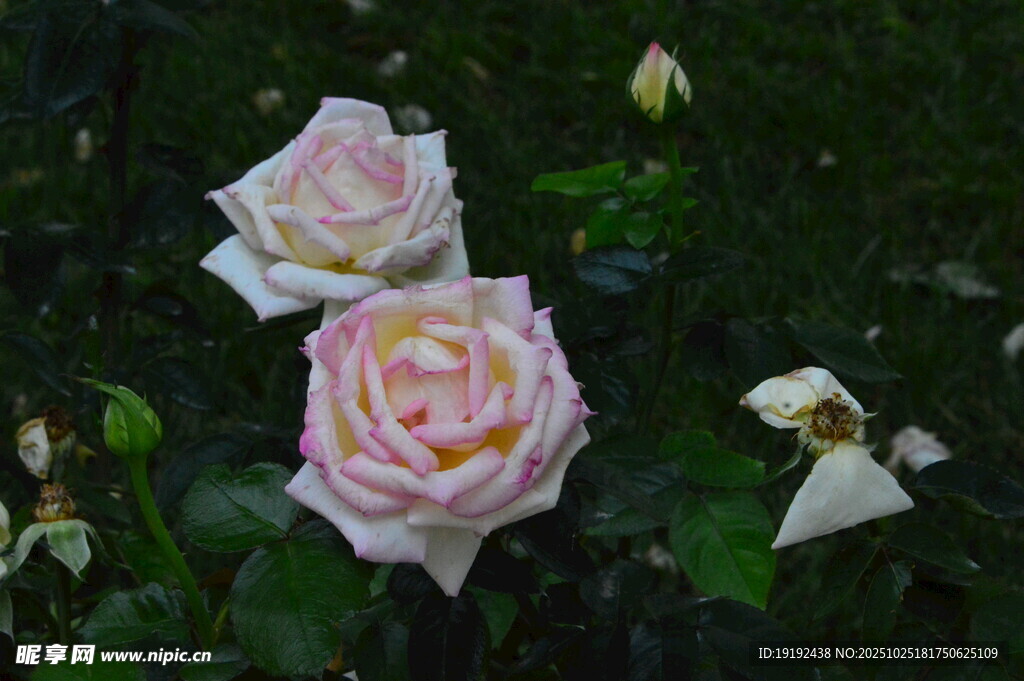月季花  