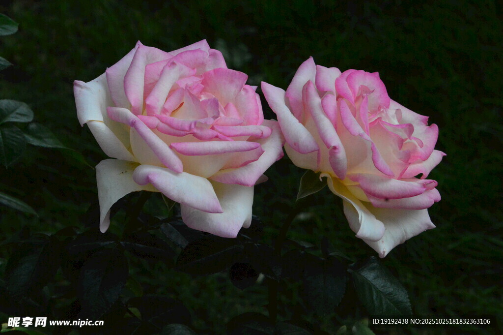 月季花 