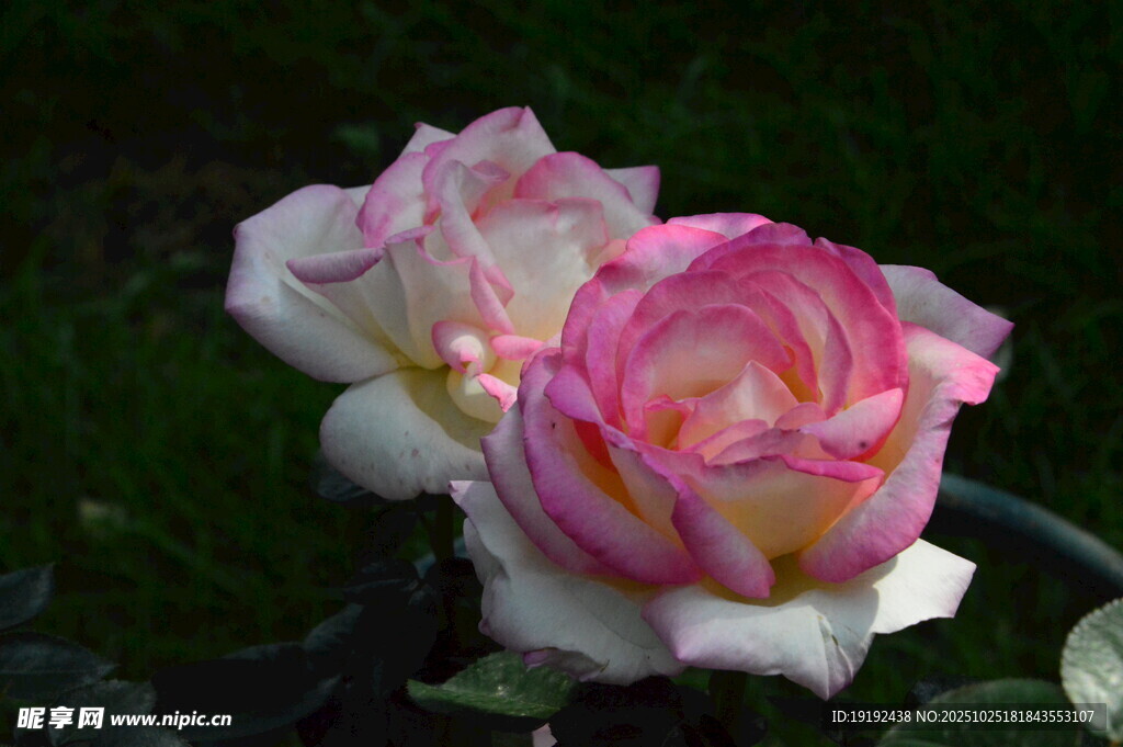 月季花 