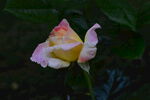 月季花  