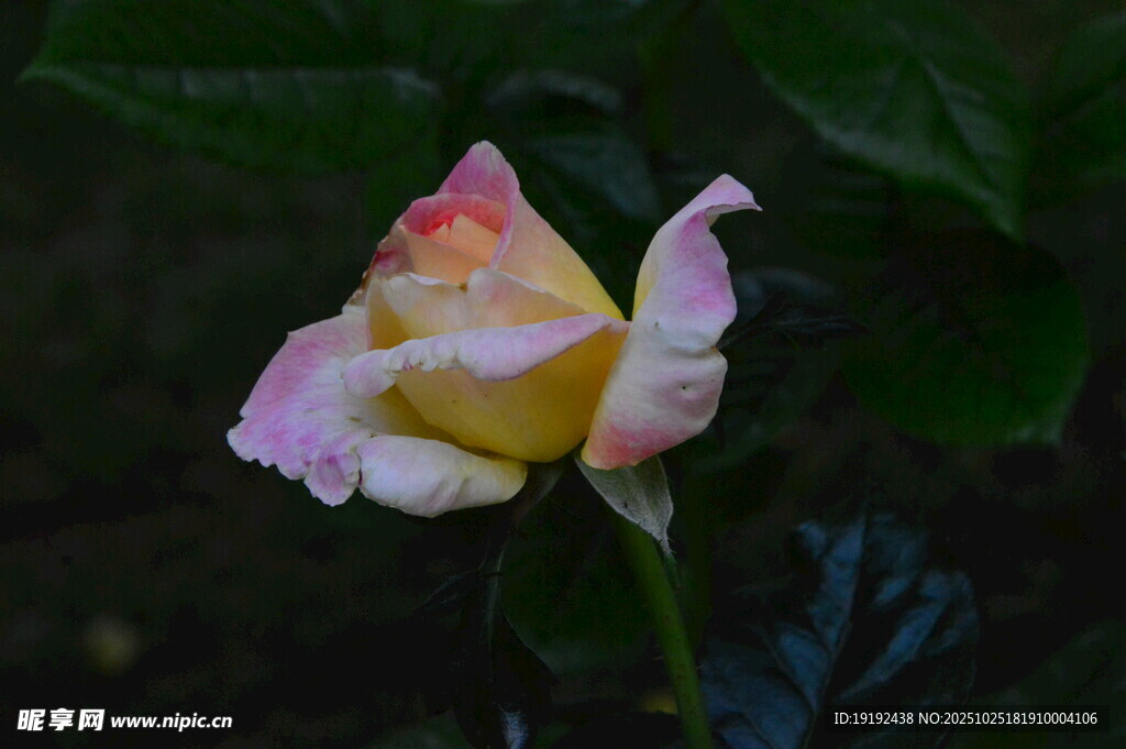 月季花  
