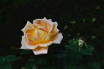 月季花  
