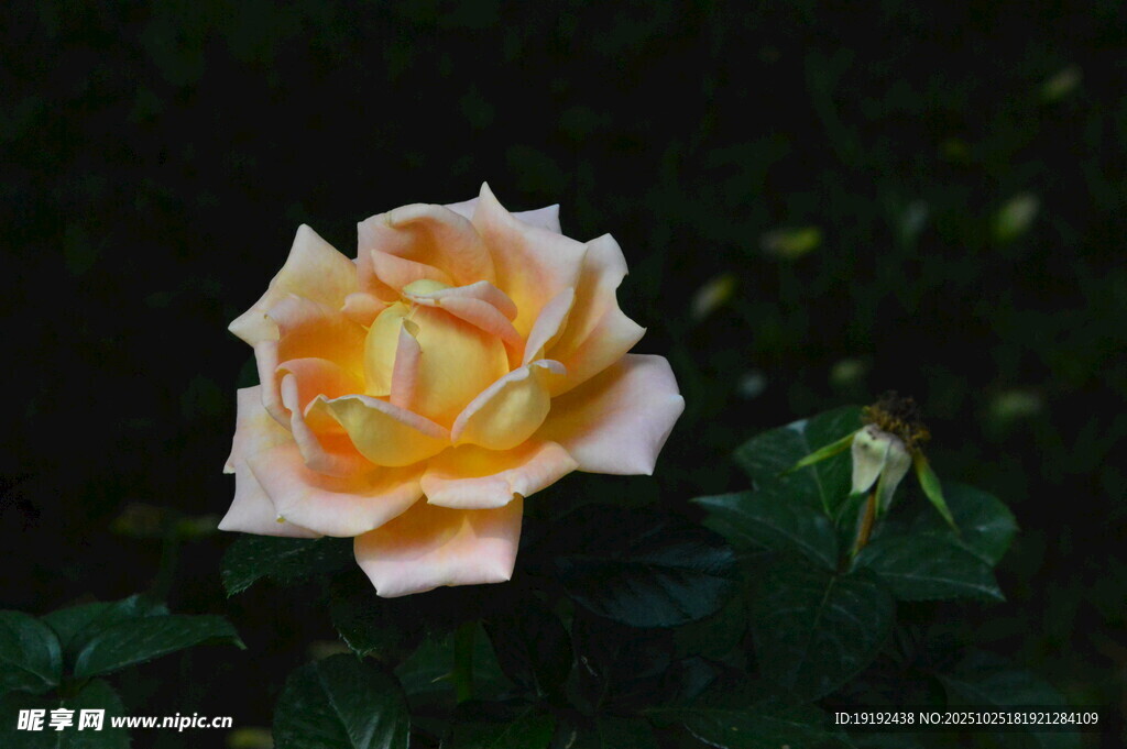 月季花  
