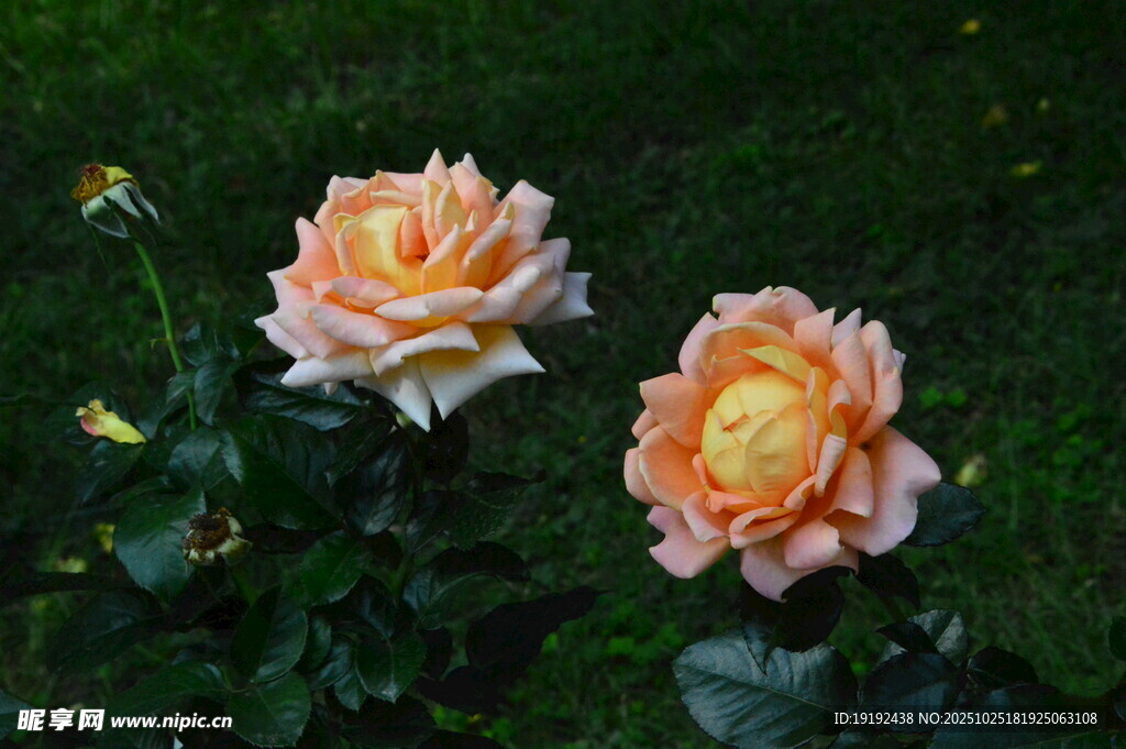 月季花  