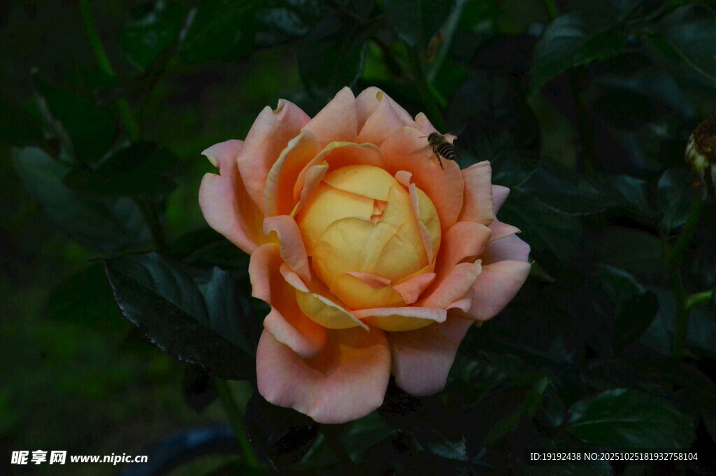月季花  