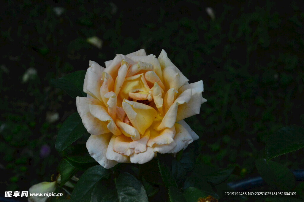 月季花  