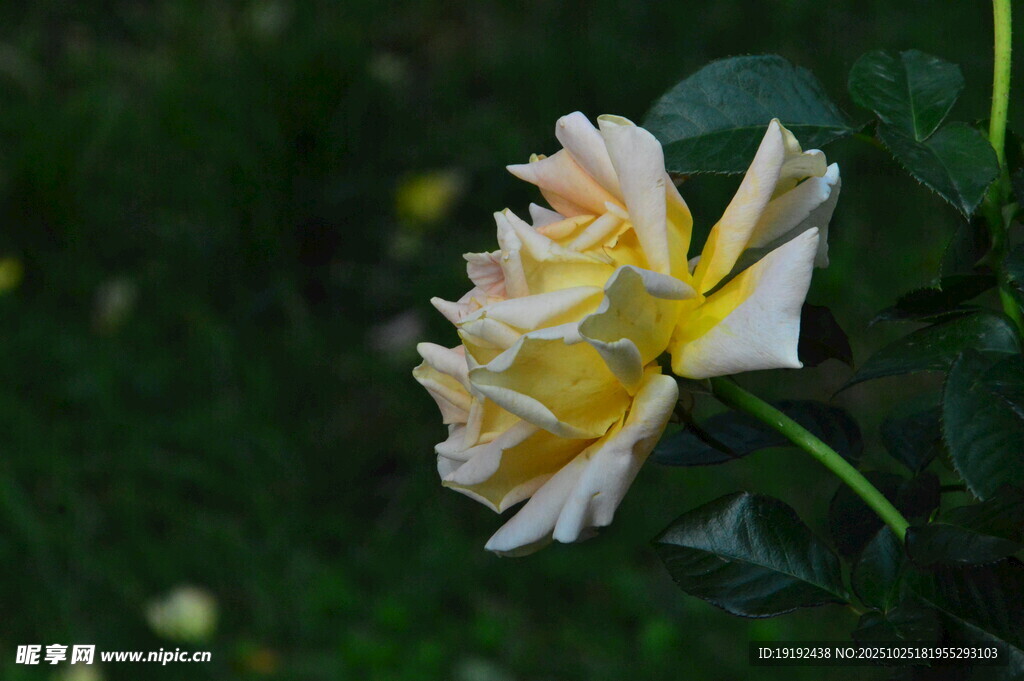 月季花  