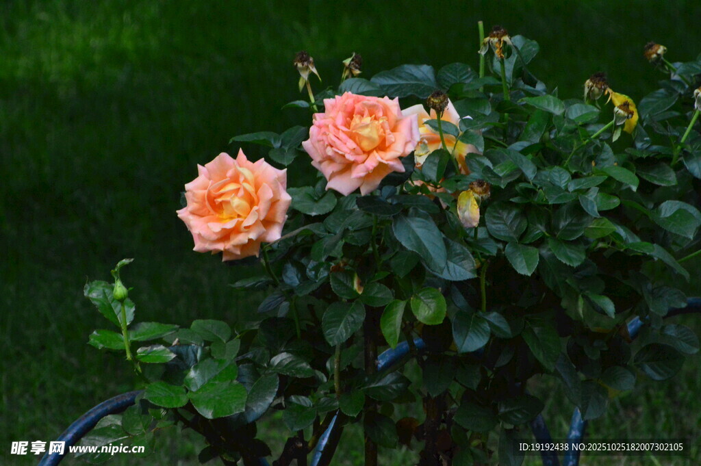 月季花 