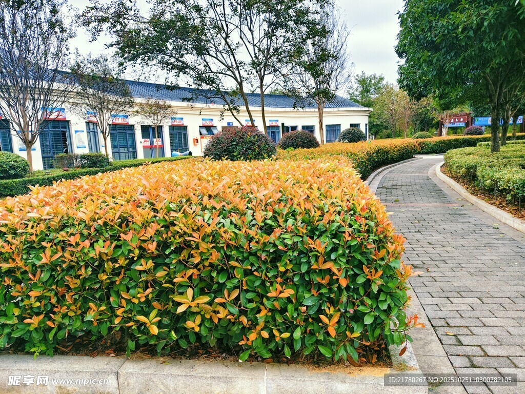 校园小径旁的多彩花卉景观