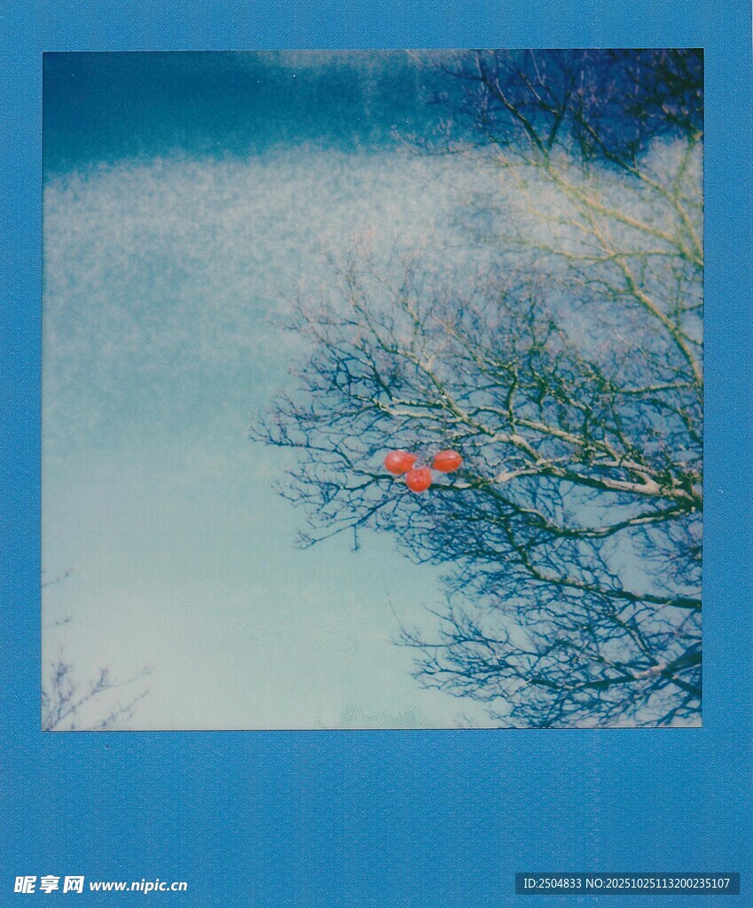 枝头红梅映雪景