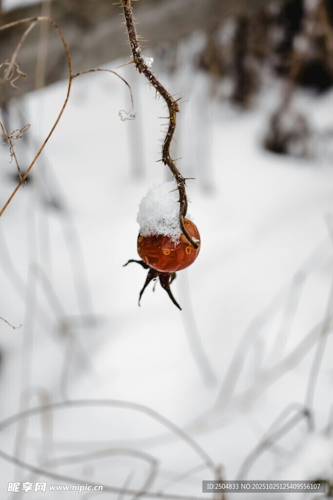 雪中红果挂枝头