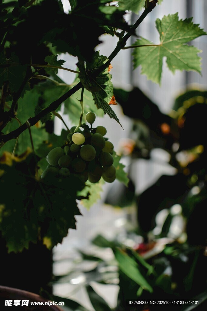 绿叶繁茂的植物景象