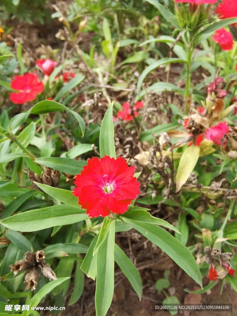 娇艳红花朵绿叶相映衬