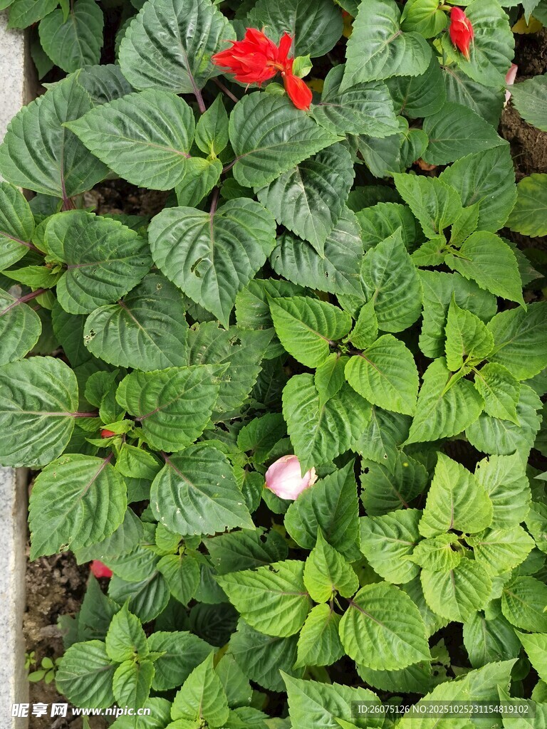 绿叶丛中娇艳红花朵