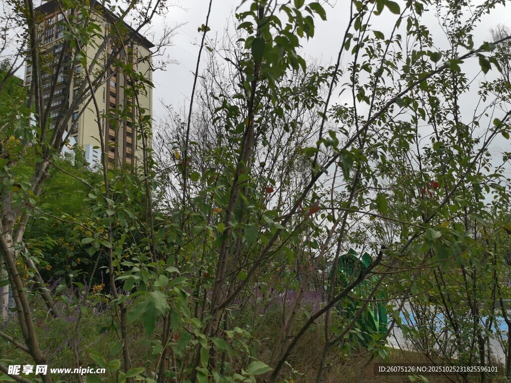 春日枝头绿意初现