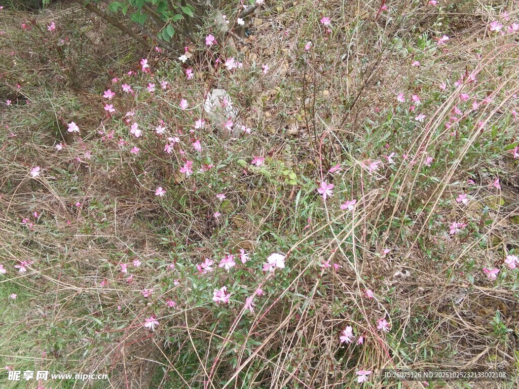 野外丛生的粉色小花
