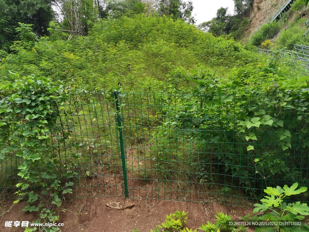 绿意盎然的户外植被景观