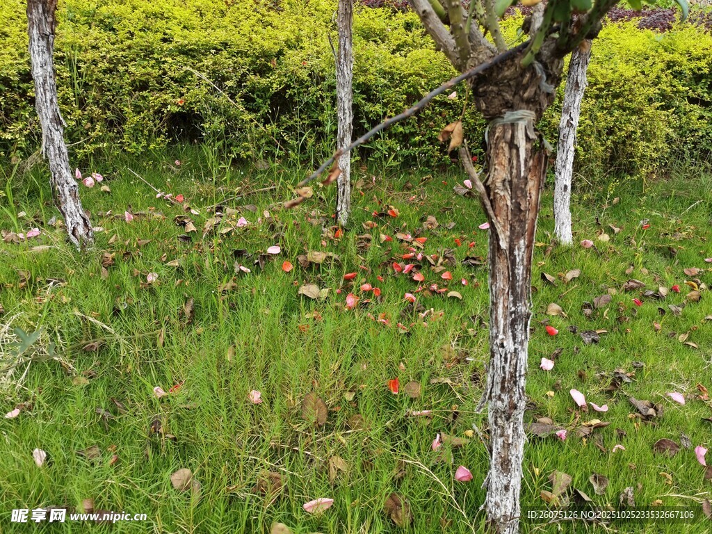 林间草地与树木景观