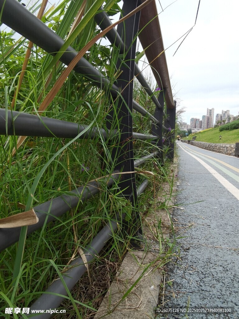 路边围栏旁的茂盛绿植