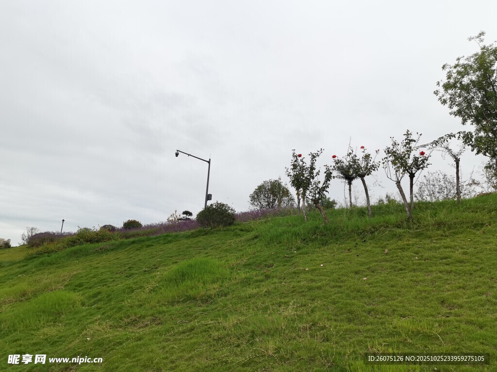 绿草坡上的树木与路灯
