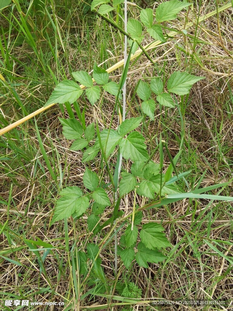 草地上的绿色植物