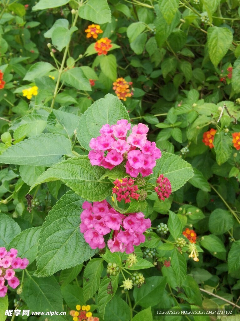 多彩花丛中的美丽花卉