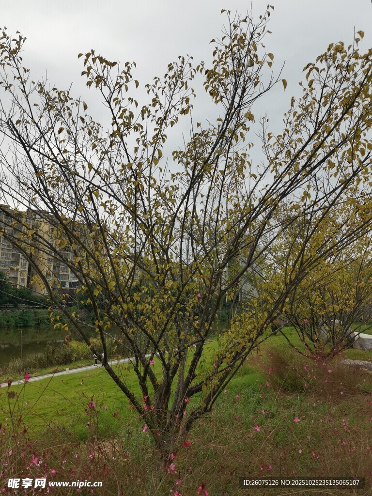 户外光秃树木与草地景象