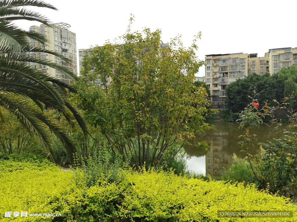 城市中的绿植与水景