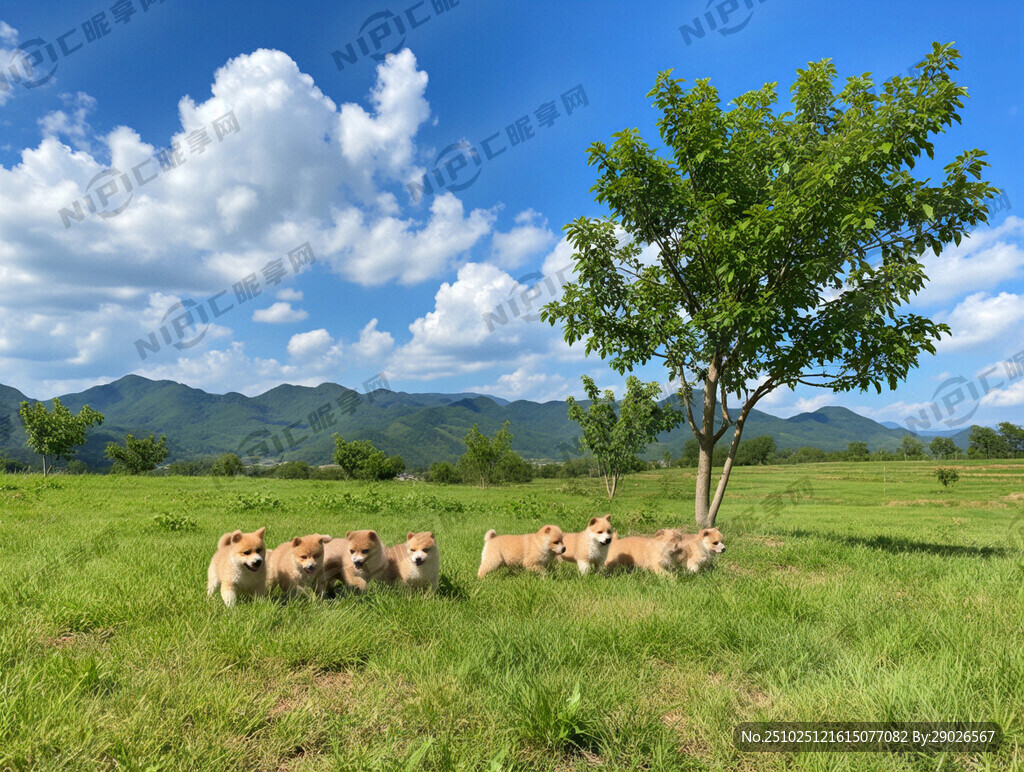 田园风景 蓝天 白云 草地 轮
