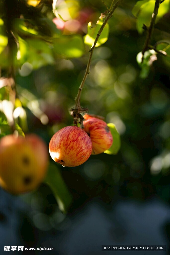 阳光下的娇艳灯笼果