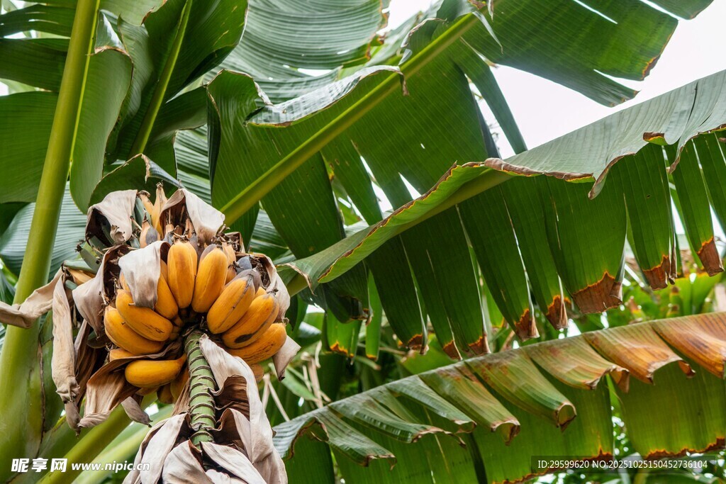 香蕉树上成熟的香蕉
