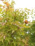 秋日枝头的斑斓树叶