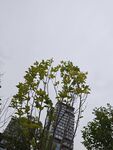 城市中挺立的绿树