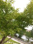 绿树成荫的河畔景致