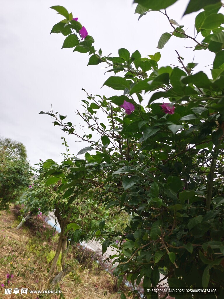 山间花丛中的多彩景致