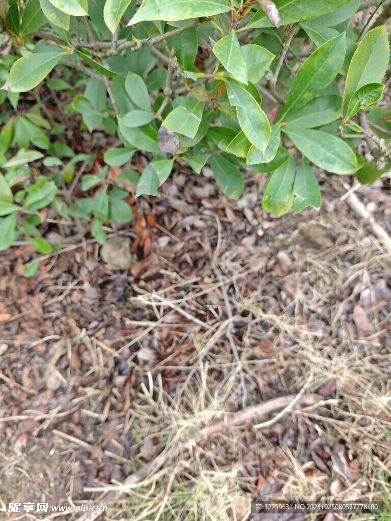 地面绿植与枯草景象
